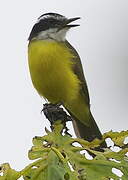 Lesser Kiskadee