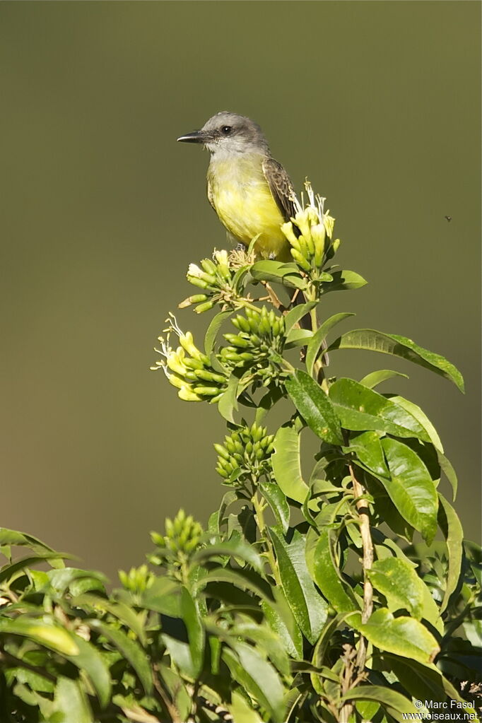 Tropical Kingbirdadult, identification