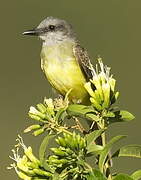 Tropical Kingbird