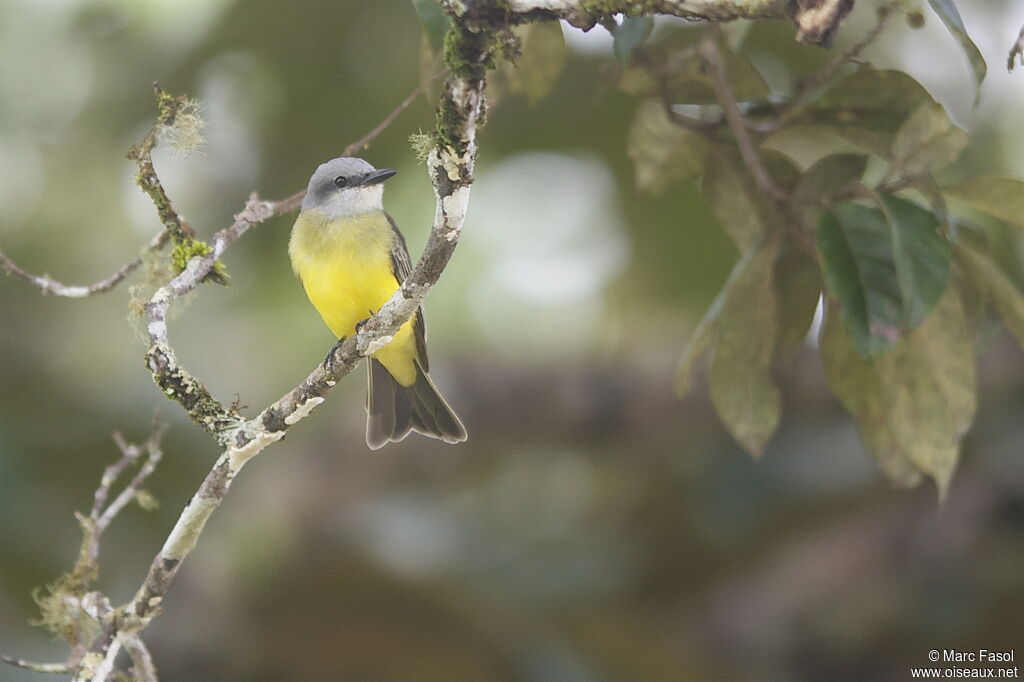 Tropical Kingbirdadult, identification