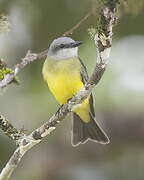 Tropical Kingbird