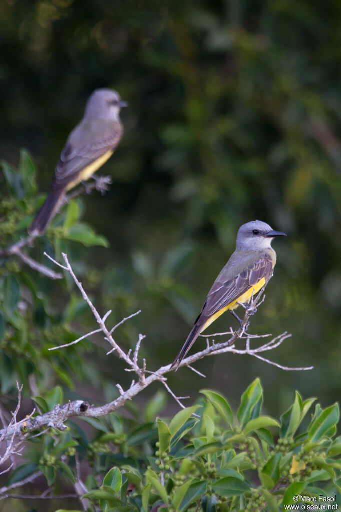 Tropical Kingbirdadult