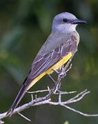 Tropical Kingbird