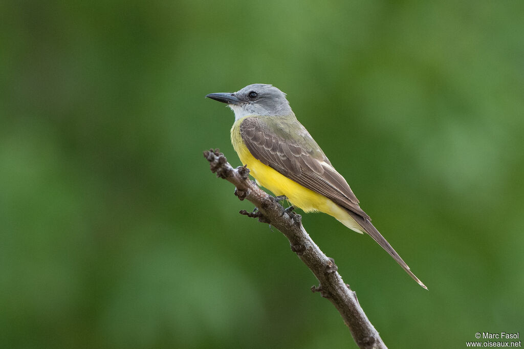 Tropical Kingbirdadult, identification