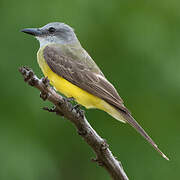 Tropical Kingbird