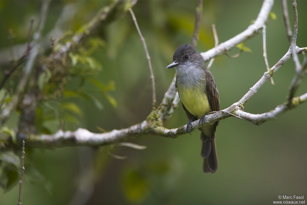 Dusky-capped Flycatcheradult, identification