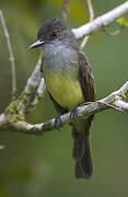 Dusky-capped Flycatcher