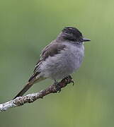 Crowned Slaty Flycatcher