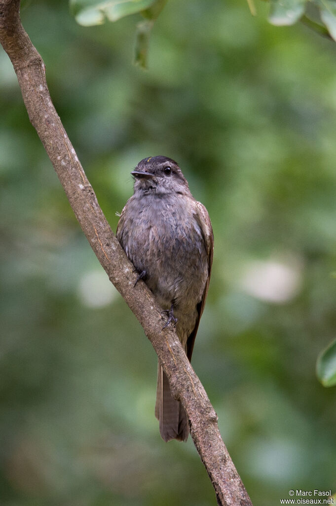 Crowned Slaty Flycatcheradult, identification