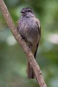 Crowned Slaty Flycatcher