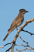 Crowned Slaty Flycatcher