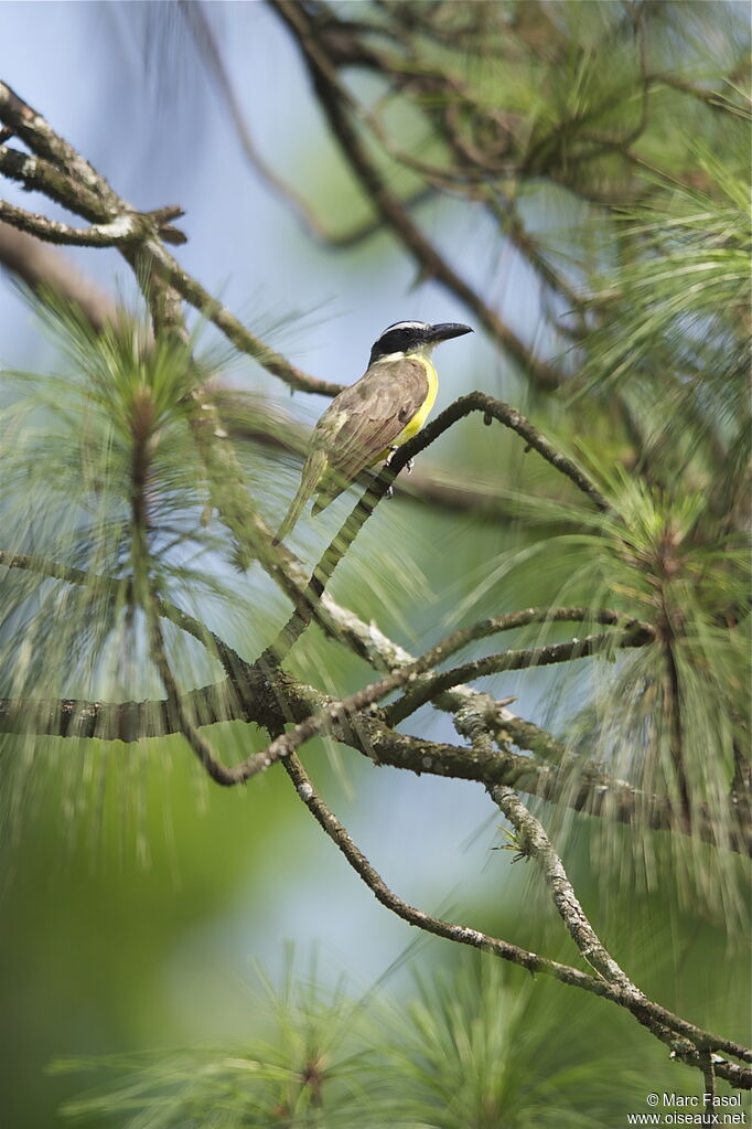 Boat-billed Flycatcheradult breeding, identification