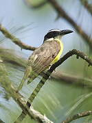 Boat-billed Flycatcher