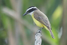 Great Kiskadee