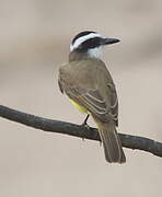 Great Kiskadee