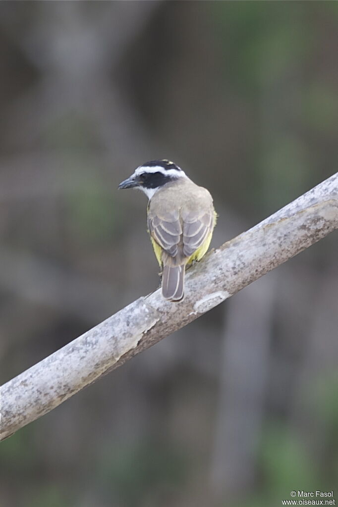 Great Kiskadeeadult, identification, Behaviour