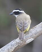 Great Kiskadee