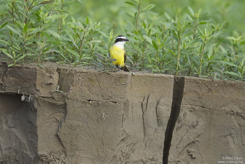 Great Kiskadeeadult, identification, Behaviour