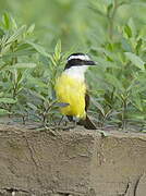 Great Kiskadee