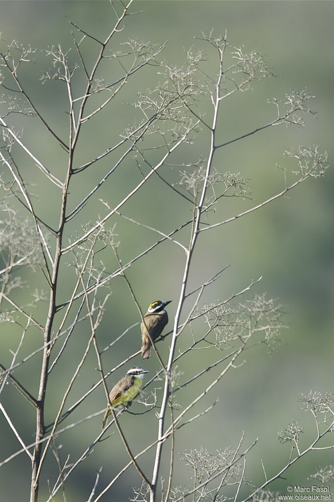 Great Kiskadee , identification, Behaviour