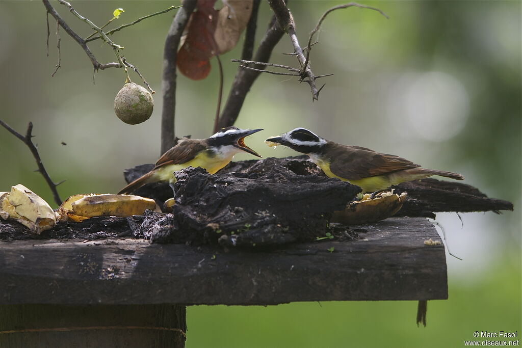 Great Kiskadee, identification, feeding habits, Behaviour