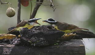 Great Kiskadee