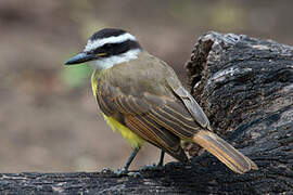 Great Kiskadee