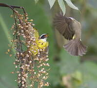 Social Flycatcher