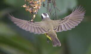 Social Flycatcher