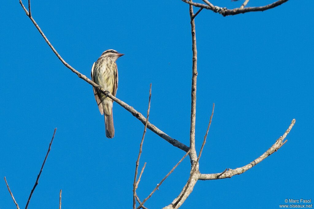 Tyran tacheté, identification