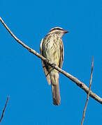 Variegated Flycatcher