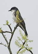 Eastern Kingbird