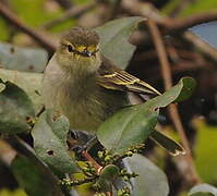 Golden-faced Tyrannulet