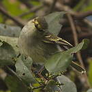 Tyranneau à face d'or