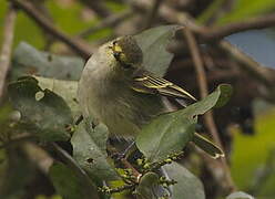 Tyranneau à face d'or