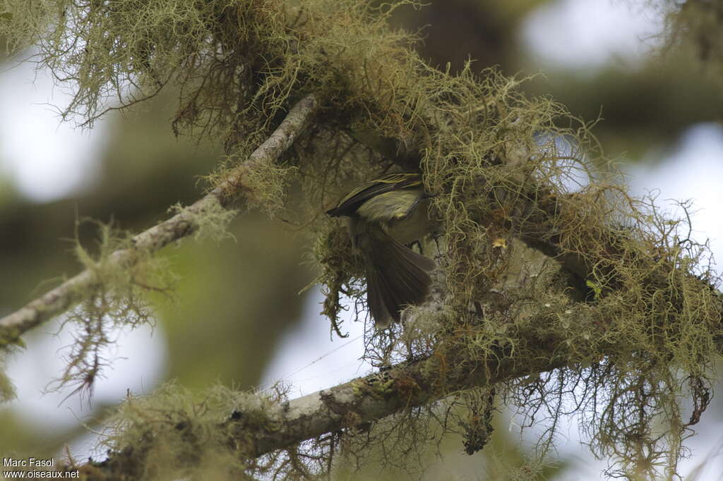 Golden-faced Tyrannuletadult, Reproduction-nesting