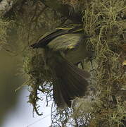 Tyranneau à face d'or