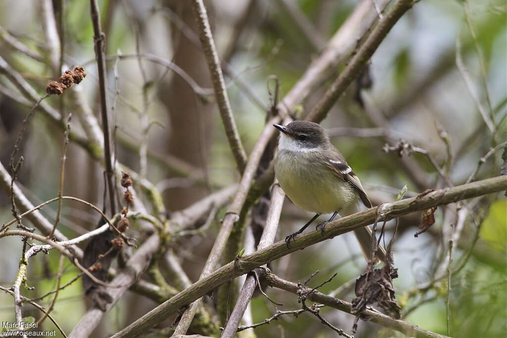 White-throated Tyrannuletadult, habitat