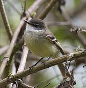 White-throated Tyrannulet