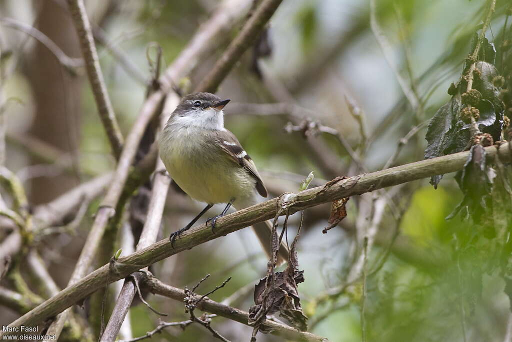 White-throated Tyrannuletadult, close-up portrait