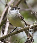 White-throated Tyrannulet