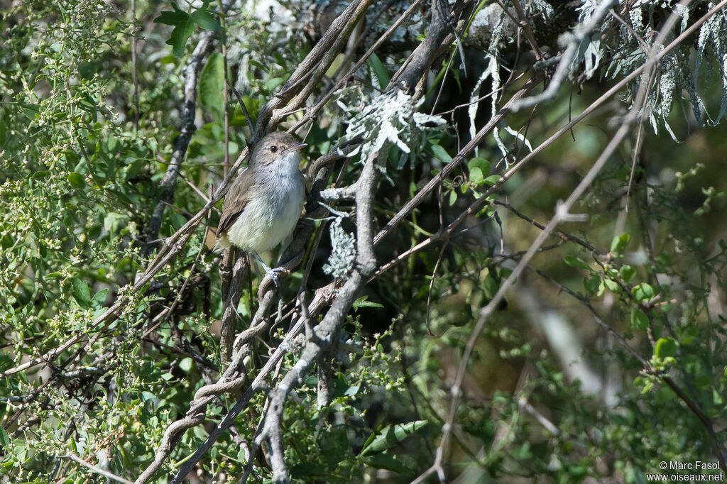 Tyranneau à huppe fauveadulte, identification