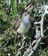 Fulvous-crowned Scrub Tyrant