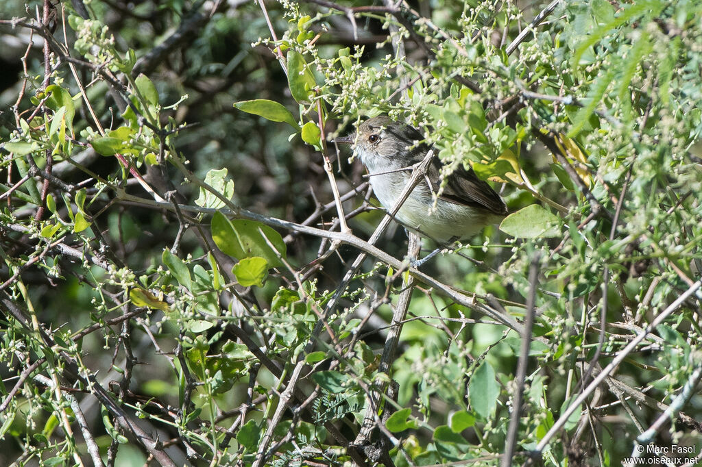 Fulvous-crowned Scrub Tyrantadult, identification