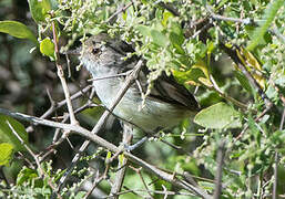 Fulvous-crowned Scrub Tyrant