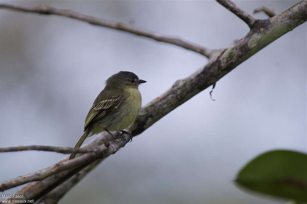 Slender-footed Tyrannuletadult, identification