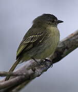 Slender-footed Tyrannulet