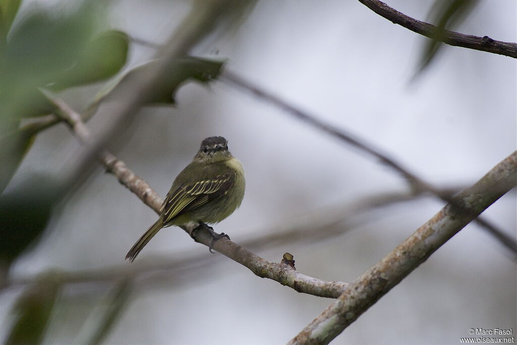 Tyranneau à petits piedsadulte, identification