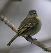 Slender-footed Tyrannulet