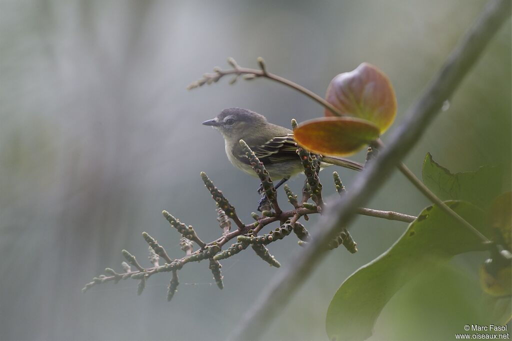 Slender-footed Tyrannulet